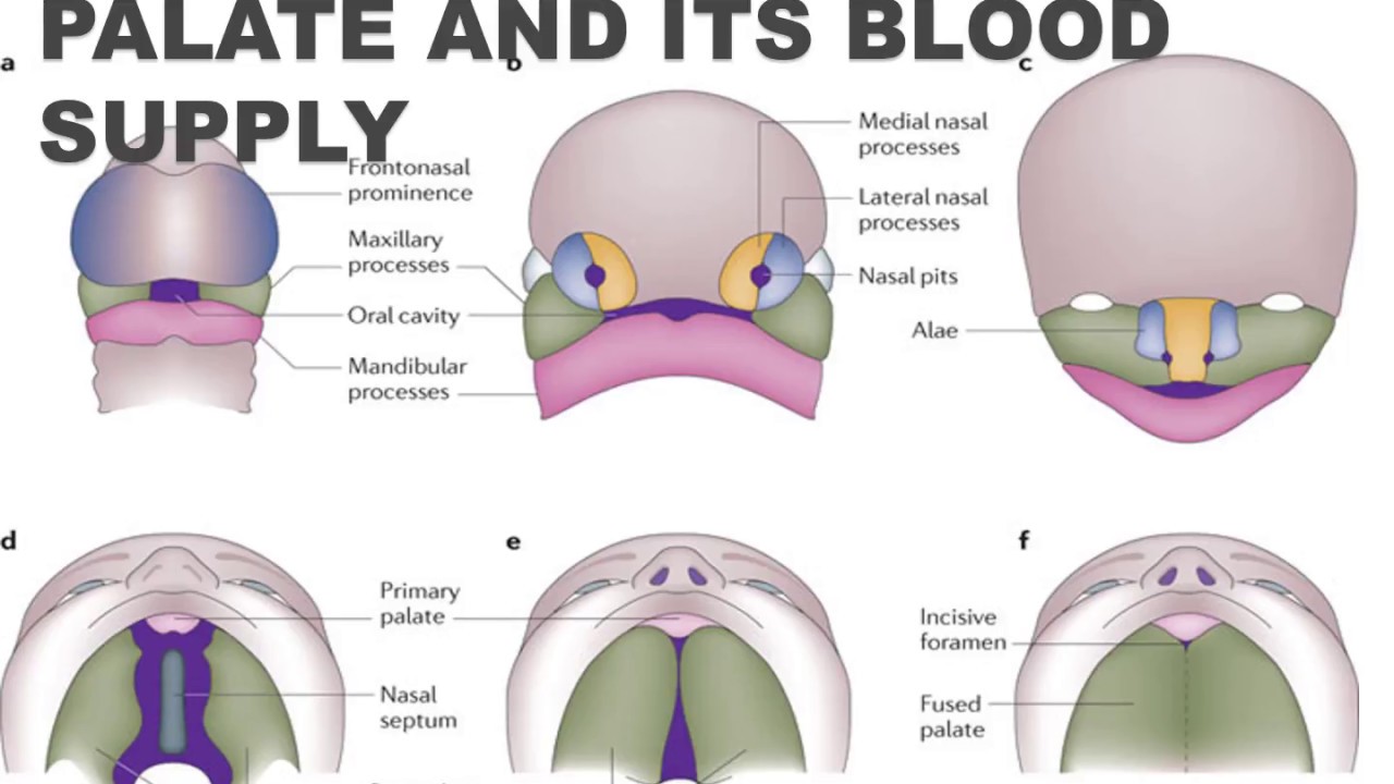 Development Of Palate And Its Blood Supply I Oral Pathology I Dental
