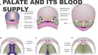 Development of Palate and It's Blood Supply I Oral Pathology I Dental Guide I Dr. Bimal Chand I screenshot 4