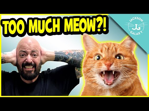 Video: Why Cats Meow: 10 Reasons