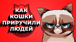 В 4 утра / Как люди приручили кошек?