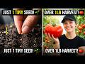 🍅 From a tiny seed to juicy red tomatoes… | DIY Craft Studio