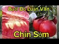 Cây Giống Bưởi Đỏ Luận Văn Vỏ Đỏ Ruột Đỏ Chơi Tết Đẹp Tuyệt Đối. Giống Bưởi Mà Ai Ăn Cũng Khen Ngọt