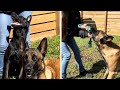 Do you play tug of war with your dog  belgianmalinois dogtraining dog