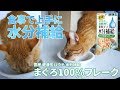 水をあまり飲まない猫ちゃんにオススメ！食事で上手に水分補給 国産 健康缶パウチ まぐろ100％ベースフレークのご飯を茶トラ猫茶々とマロンに食べさせてみた［4K］