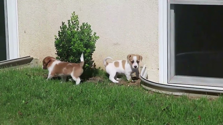 Coton de tulear puppies for sale california