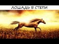 Тест - СИМВОЛДРАМА «Лошадь в степи» проанализирует вашу жизнь! Психология!