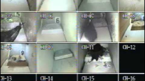 swifts 2015 - May 30th bangers and a nervous swift