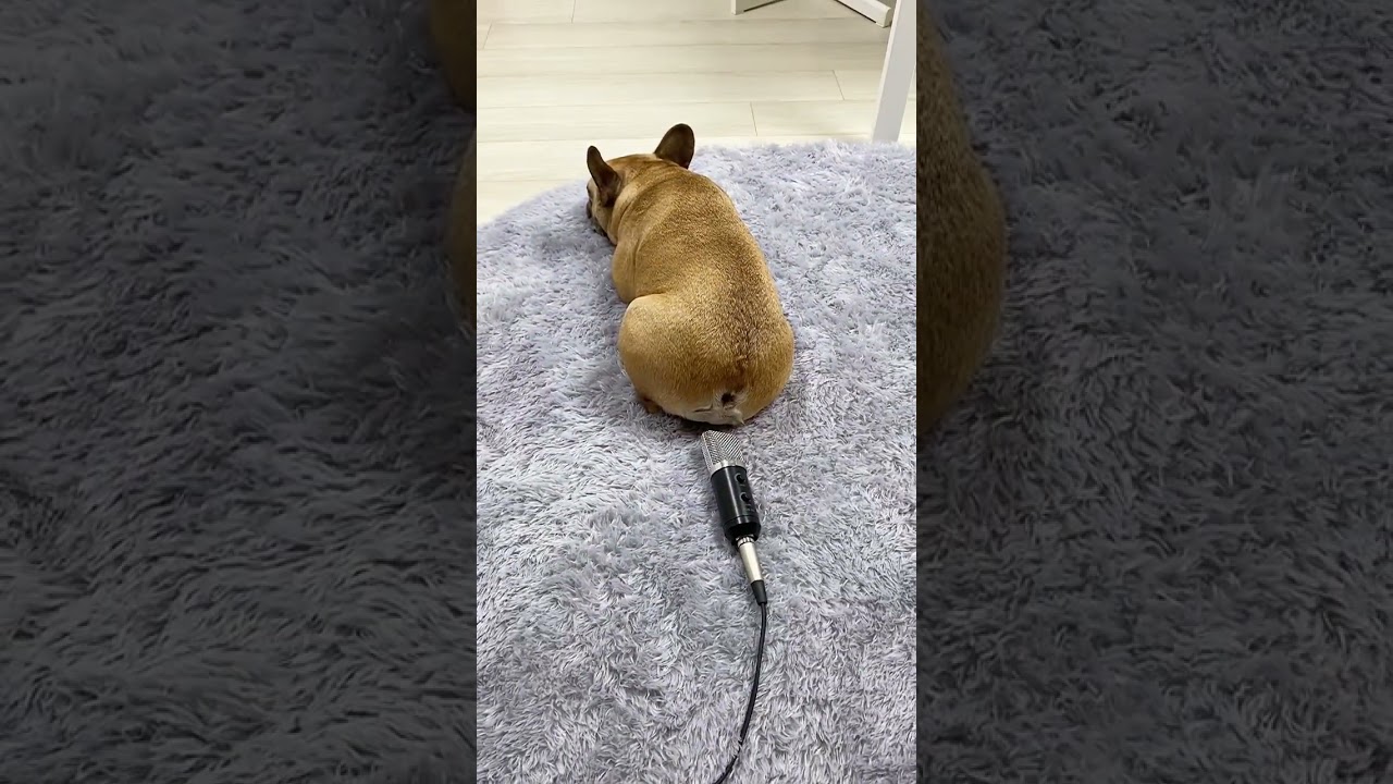 Movierulz Dog Comedy Video | 4movierulz Funny Dog Video  - 