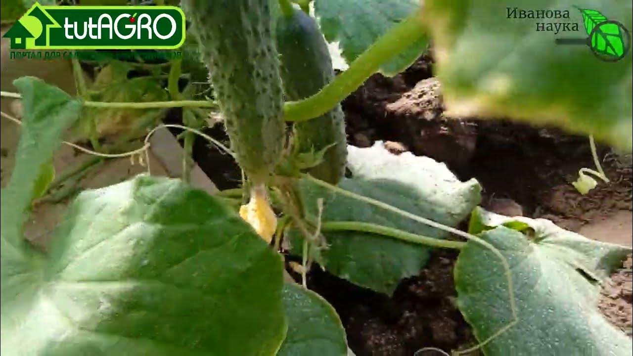 САМАЯ ПРОСТАЯ ПОДКОРМКА ОГУРЦА. Сделайте ее теперь и будете с урожаем ...