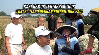 KAKI R3MUK TERT4BR4K TRUK | LUNASI UTANG DENGAN KULI POTONG PADI