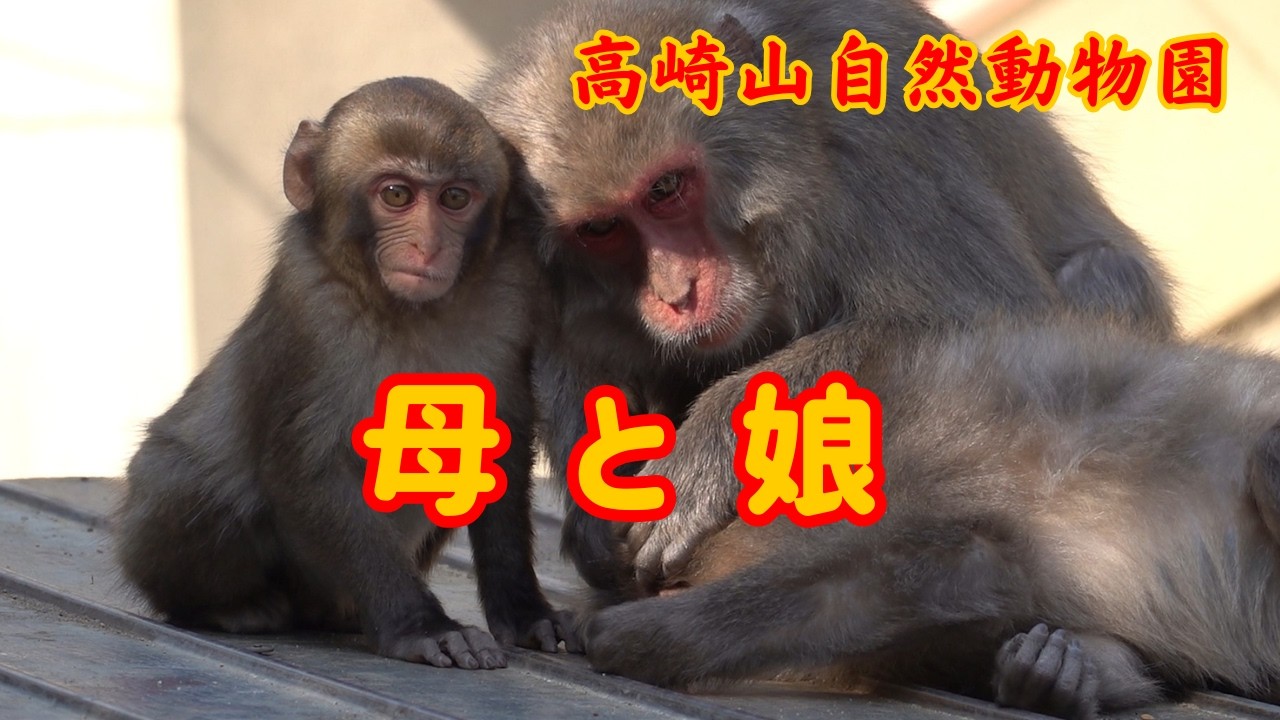母ザルと娘 その絆は一生続きます 【高崎山自然動物園 モンキーパーク】