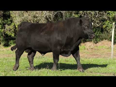 LOTE 1  1163