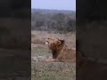 Male lion roars from a hillside | andBeyond Kirkman&#39;s Kamp | WILDwatch