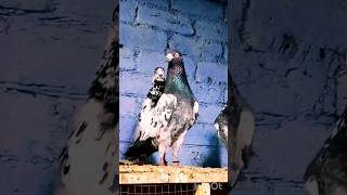 💙💚♥️short field trending video 💙💚♥️#short#kabutar#pigeons#lovers#pet #animal#love birds#ytsho