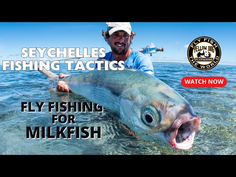 Fly Fishing for Milkfish | Seychelles Fishing Tactics
