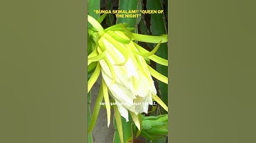 FAKTA UNIK BUAH NAGA #faktaunik #shortindonesia #buahnaga #dragonfruid