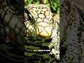 swamp puppies episode 7 invasive egg eater (tegu lizard)
