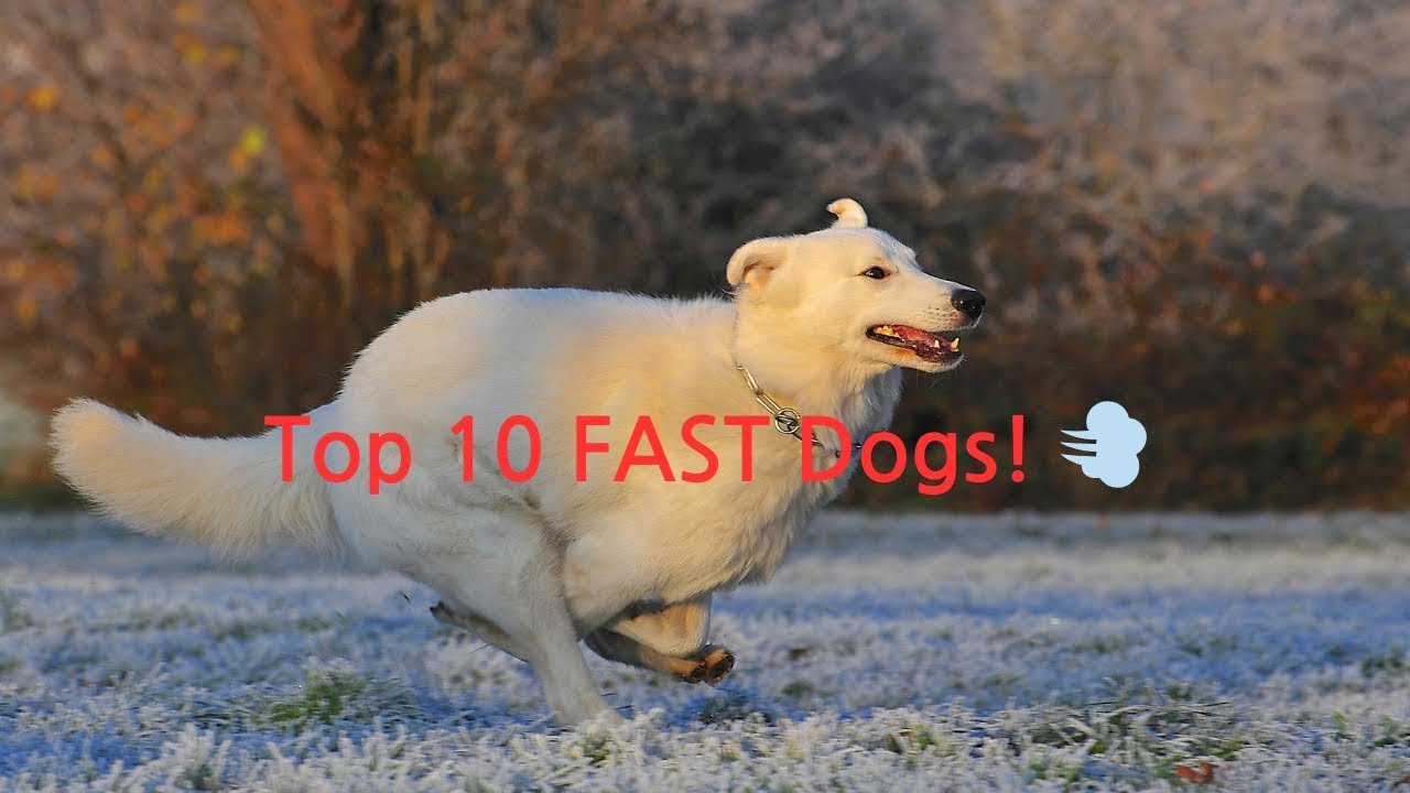 Pawflix - Top 10 Fastest Dogs #doglover #dogcare #pets - YouTube