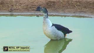 The Comb duck