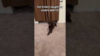 Fun tricks I taught my doubledoodle puppy #dog #youtubeshorts #shorts #cute  #smartdog  #fyp #1k
