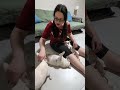 Chihuahuas in Portuguese