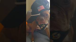 gizmo got drip! #drip #dog #funny #edit #edits #funnypets #dog #funnydogs #funnydog #funnydogvideo