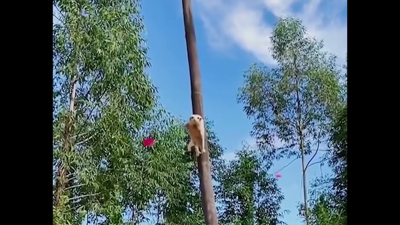 Animal World-Flying Marsupial