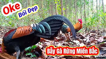 Bẫy Gà Rừng Miền Bắc Ngày Rằm Tết | Hoàng Thắng