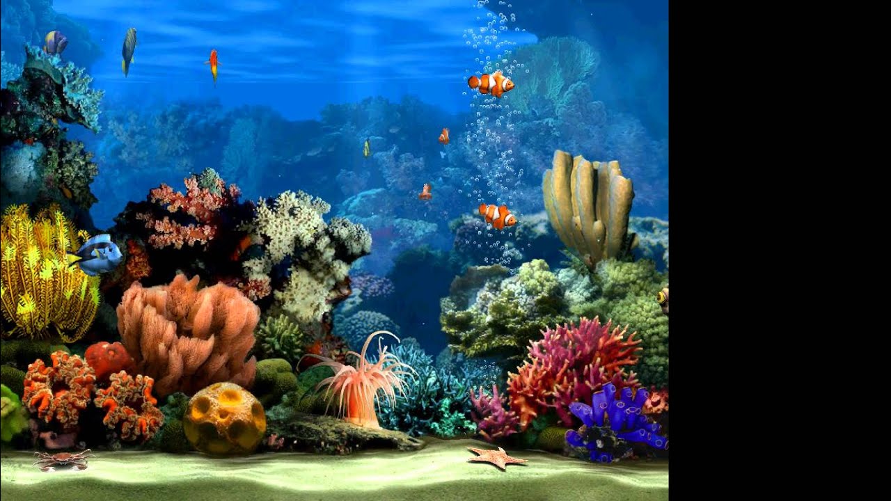 live marine aquarium screensaver 2.0 - MaxresDefault