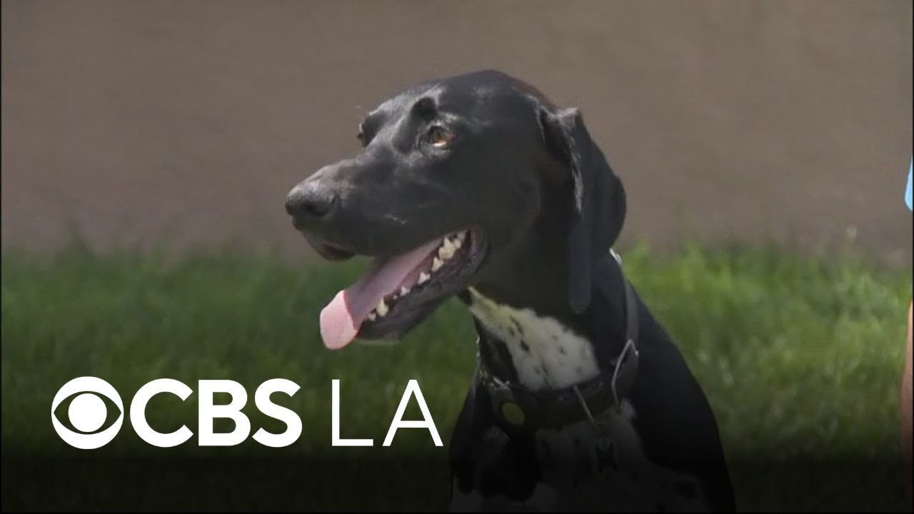 Orange County dog helps family save their home during early morning ...