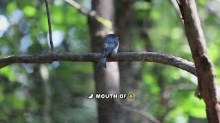 Vampire Bat Altruism Explained: Blood Sharing and Social Bonds
