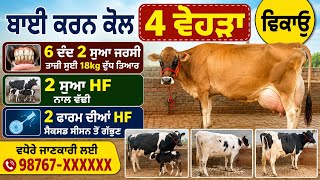 ਬਾਈ ਕਰਨ ਕੋਲ 4 ਵੇਹੜਾ ਵਿਕਾਊ ਜਰਸੀ ਕੋਲ 18kg ਤਿਆਰ 2 ਸੂਆ HF ਤਾਜ਼ੀ ਸੂਈ ਨਾਲ ਵੱਛੀ 2 ਫਾਰਮ ਦੀਆਂ ਵੇਹੜਾ!!