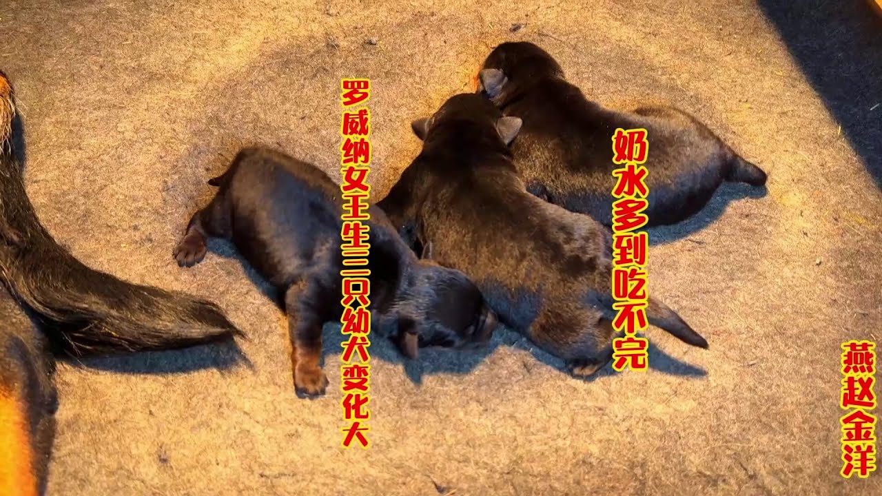 罗威纳女王生3只幼犬变化大，奶水多到吃不完，各个肚子鼓悠悠