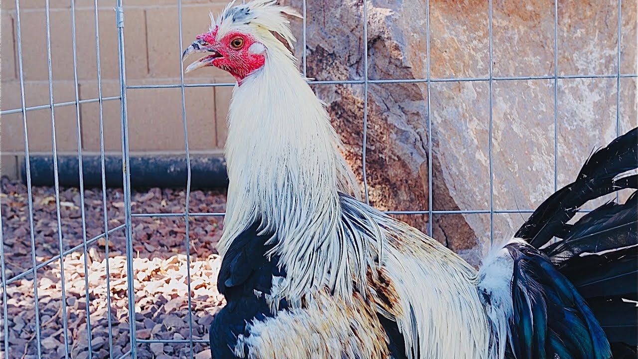 Jr. Belt FeG Unboxing YouTube