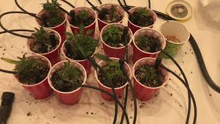 Timber grow update 1