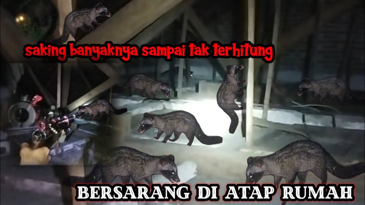 berburu musang pandan bersarang di plafon rumah warga‼️