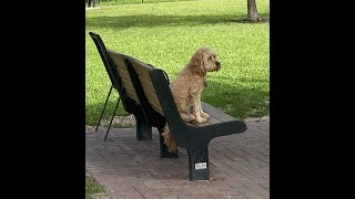2024 Vero Beach Dog Park