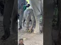#thailand #elephant #babyelephant #animals #babymammal #funny #elephants #babyanimal