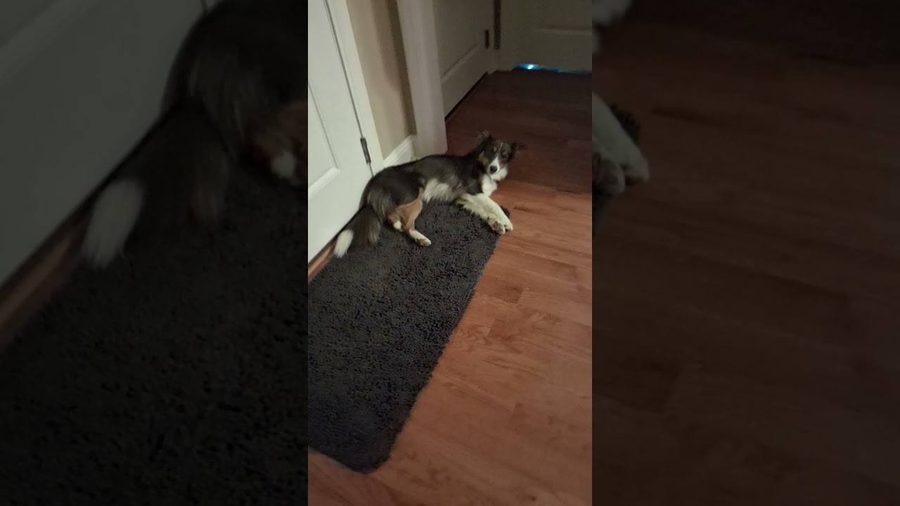 one of my Bestie  Sky Maya  💙  my Border collie 