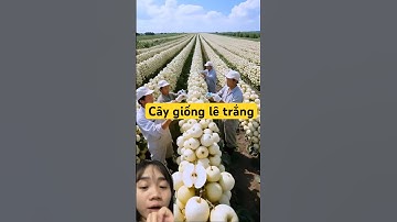 Giống lê trắng độc lạ tại Trung Quốc