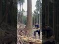 Lumberjack skunk #chainsaw #logging #stihlchainsaw #林業