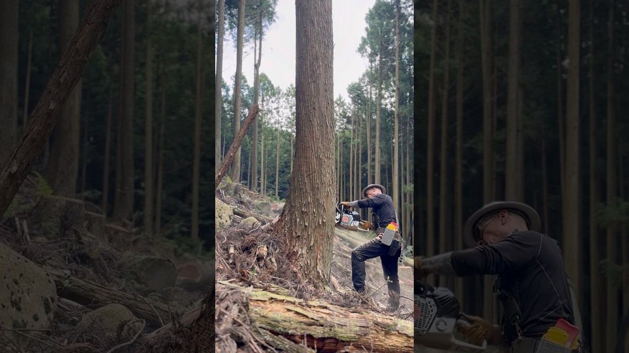 Lumberjack skunk #chainsaw #logging #stihlchainsaw #林業