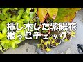 【趣味の園芸】挿し木した紫陽花の根っこチェック