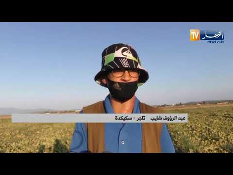سكيكدة وفرة في إنتاج البطيخ الأصفر ببن عزوز يقابله مشكل التسويق