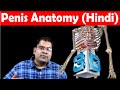 लिंग की जानकारी 3D में | Penis Anatomy Hindi Series (Video 1)