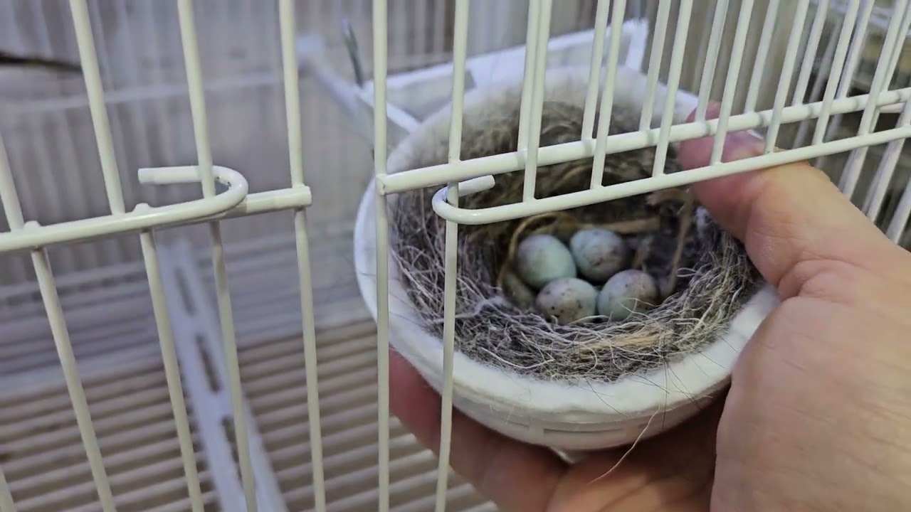 Seguimiento de la cría 2026