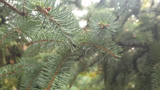 Picea asperata smrk drsný