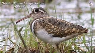 Greater Painted-Snipe Bird Sounds (Kong-Kong)