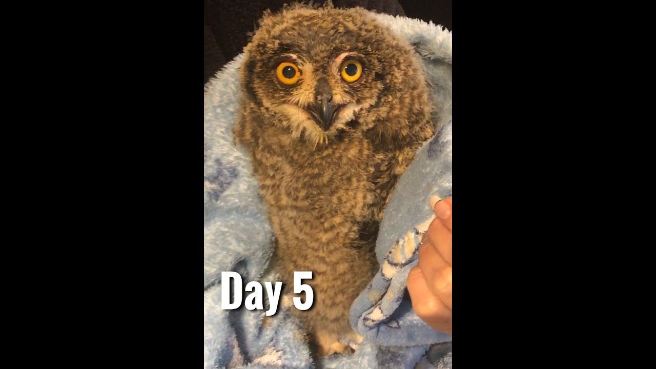 Treating Avian Trichomoniasis in a Spotted Eagle owl 