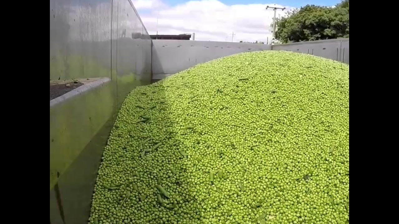 Loading peas/Pea vining/Swaythorpe growers pea harvest - YouTube